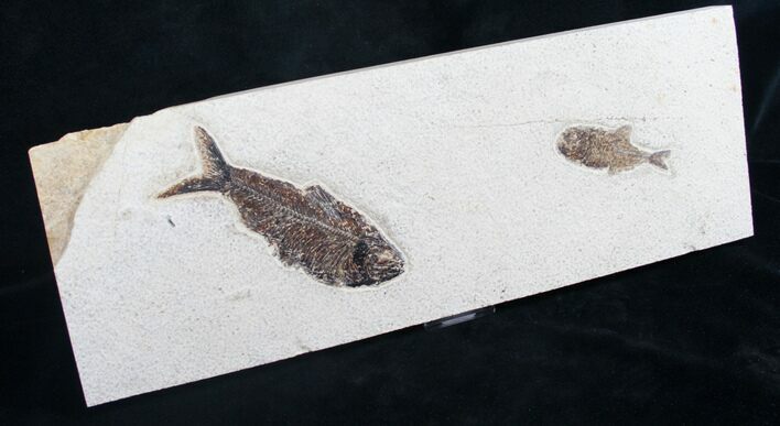 Double Diplomystus Fossil Fish Plate #8549